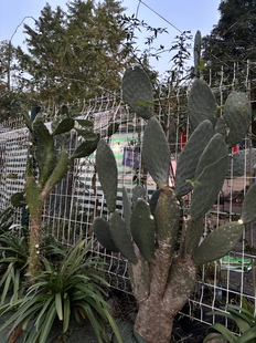 米邦塔仙人掌叶片大型无刺可食用美容养颜敷脸凉拌清炒莎拉