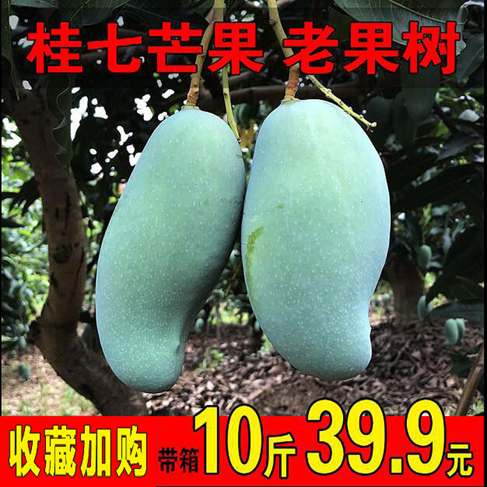 廣西桂七芒非大青芒果新鮮當季水果 批發包郵整箱廣西10斤特大