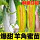 正宗超甜羊角蜜甜瓜苗秧九甜瓜种子酥脆四季 带土球