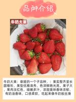 Four Seasons Strawberry Seedling Cream Potted Edible Red Beauty Zhangji Milk Open-air Strawberry Seedling Seeds x thumbnail 4