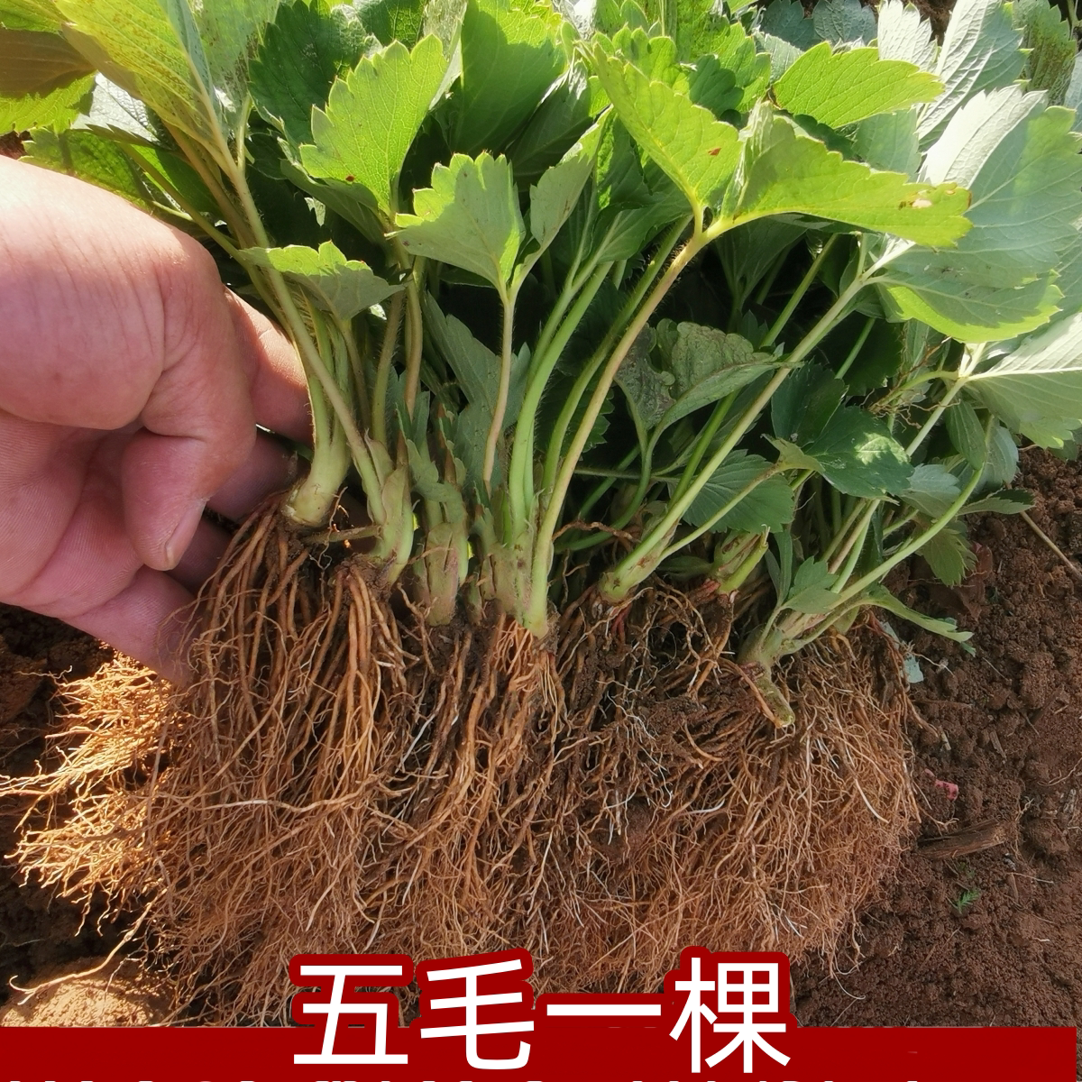奶油草莓苗奶油盆栽食用带土带盆牛奶露天草莓秧苗种籽子带花带果