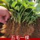 奶油草莓苗奶油盆栽食用带土带盆牛奶露天草莓秧苗种籽子带花带果