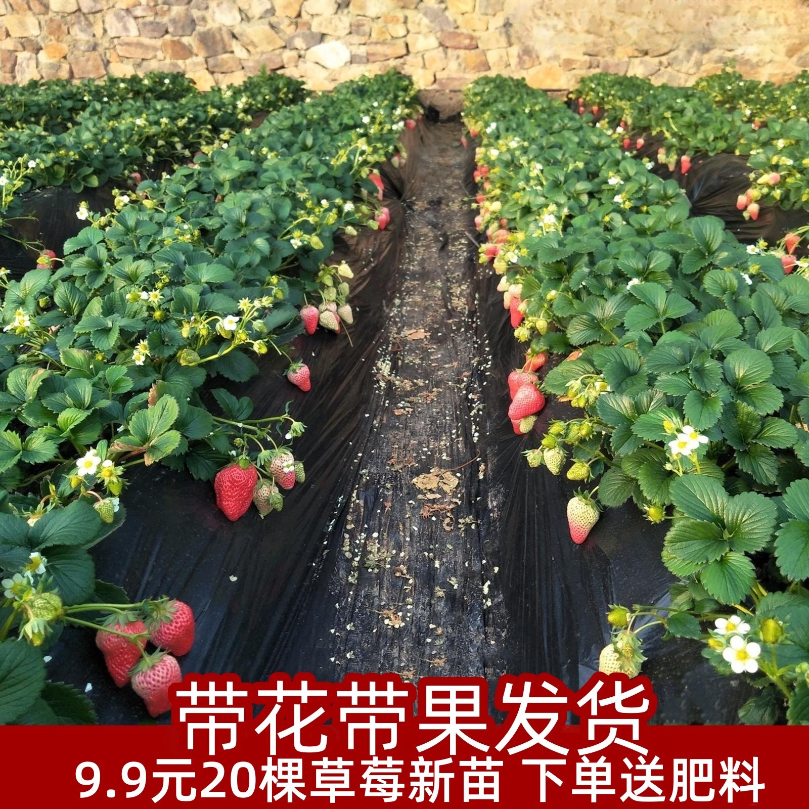 四季草莓苗奶油盆栽食用带土带盆牛奶露天草莓秧苗种籽子带花带果,鲜花速递/花卉仿真/绿植园艺,果树,淘宝优惠券,粉丝福利购,淘宝优惠卷