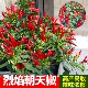 辣椒苗秧苗薄皮线螺丝椒香辣种子阳台四季 蔬菜苗辣椒朝天椒