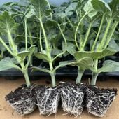 西瓜苗8424麒麟四季 种植早熟嫁接苗秧春夏种苗种子西瓜瓜果蔬菜苗