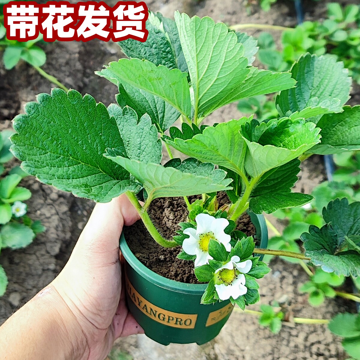 草莓盆栽原盆原土奶油草莓红颜草莓,鲜花速递/花卉仿真/绿植园艺,果树,淘宝优惠券,粉丝福利购,淘宝优惠卷
