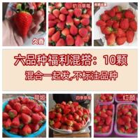 Four Seasons Strawberry Seedling Cream Potted Edible Red Beauty Zhangji Milk Open-air Strawberry Seedling Seeds x thumbnail 8