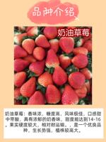Four Seasons Strawberry Seedling Cream Potted Edible Red Beauty Zhangji Milk Open-air Strawberry Seedling Seeds x thumbnail 2