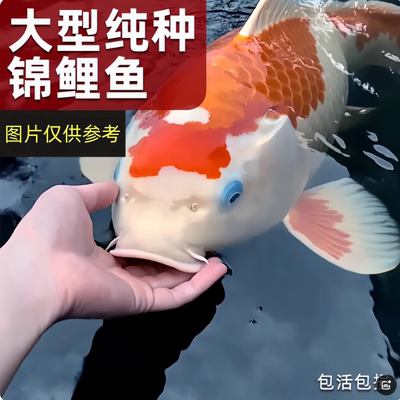 鱼迷锦鲤活鱼观赏鱼红白三色