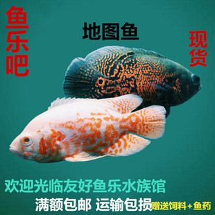 鱼迷地图鱼猪仔鱼黑白地图热带观赏鱼大型活体鱼风水招财鱼淡水鱼