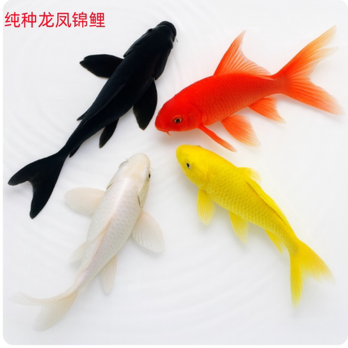 纯种龙凤锦鲤幼鱼5-7cm冷水鱼
