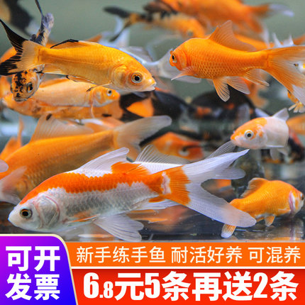 草金鱼活鱼锦鲤鱼苗观赏鱼淡水鱼冷水鱼小型耐活活体小金鱼红草金