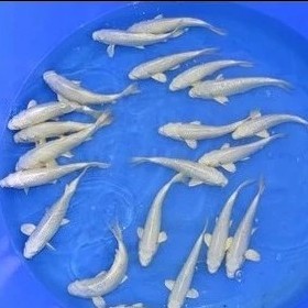 黄金龙凤锦鲤鱼招财鱼