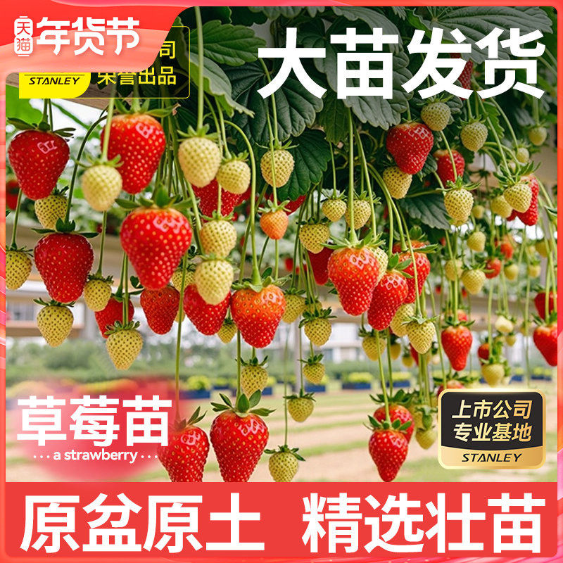 史丹利草莓苗盆栽苗秧秋冬季种子籽四季结果红颜带果新苗原盆原土,鲜花速递/花卉仿真/绿植园艺,家庭园艺种子,淘宝优惠券,粉丝福利购,淘宝优惠卷