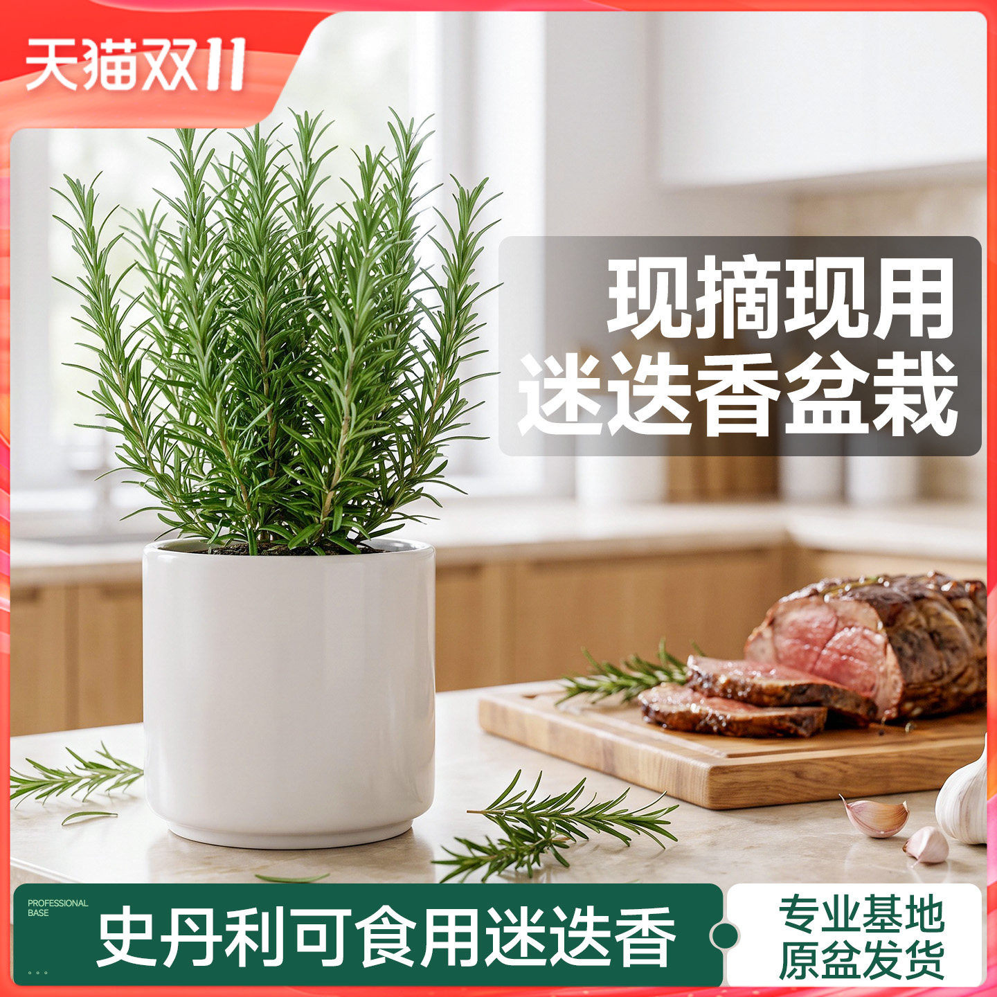 史丹利迷迭香盆栽可食用牛排用新鲜调料大盆香草植物室内桌面绿植