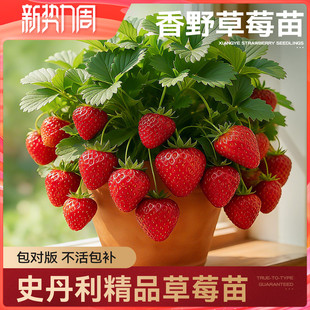 史丹利香野草莓苗盆栽优质四季结果红颜章姬黑珍珠真红美玲阳台苗