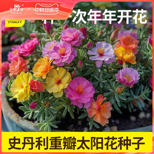 史丹利四季开重瓣太阳花种子