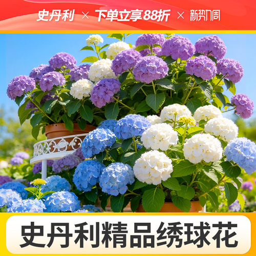 史丹利精品绣球花盆栽
