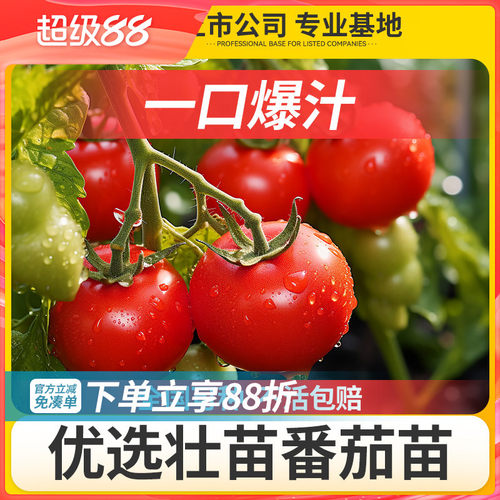 精品番茄苗|不活包赔