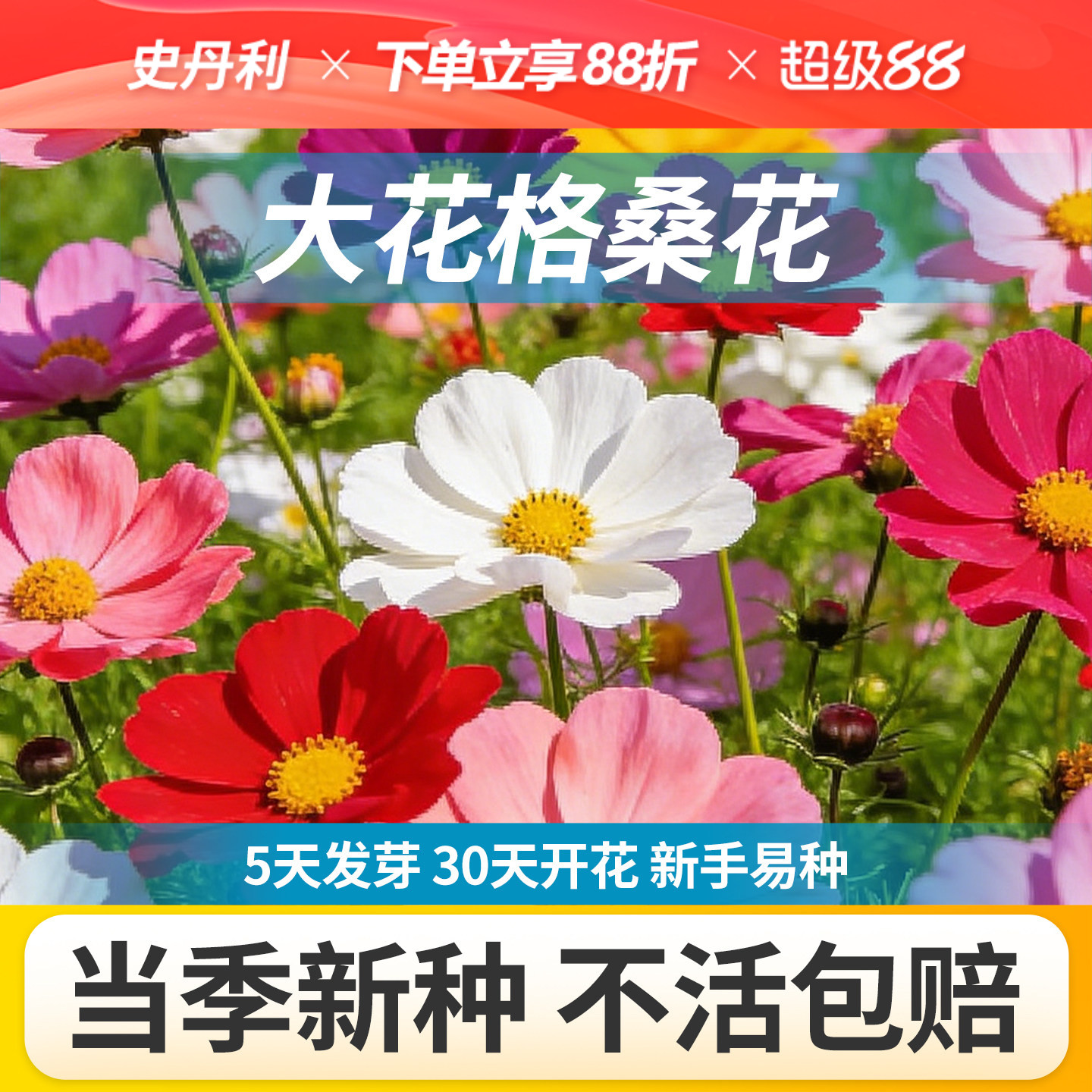 史丹利大花格桑花种子矮杆波斯菊图片