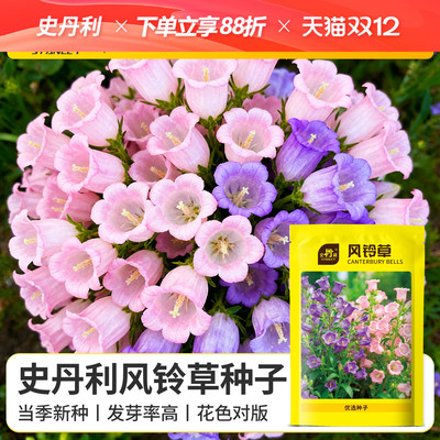 史丹利风铃草种子四季播种开花