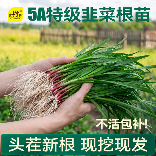 当季韭菜苗|不活包赔