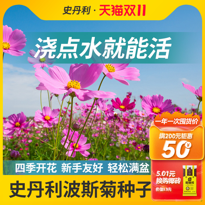 史丹利精选波斯菊种子轻松爆花
