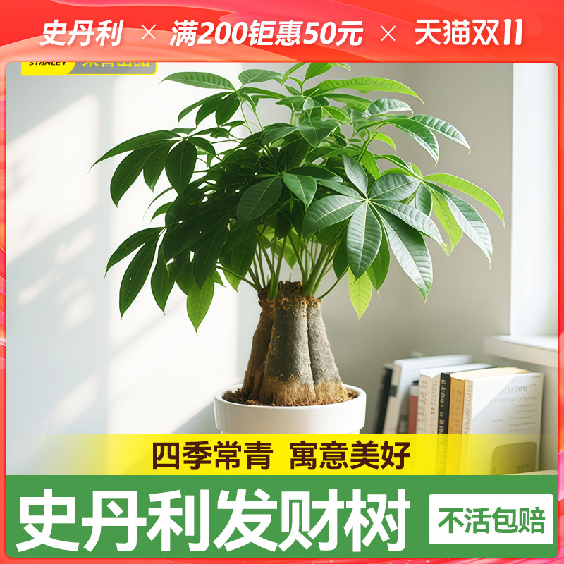 史丹利精品发财树四季常青