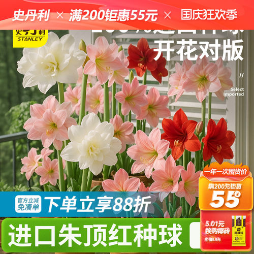 史丹利四季开花朱顶红重瓣大种球