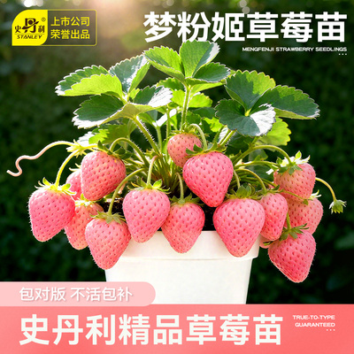 史丹利梦粉姬草莓苗盆栽壮苗