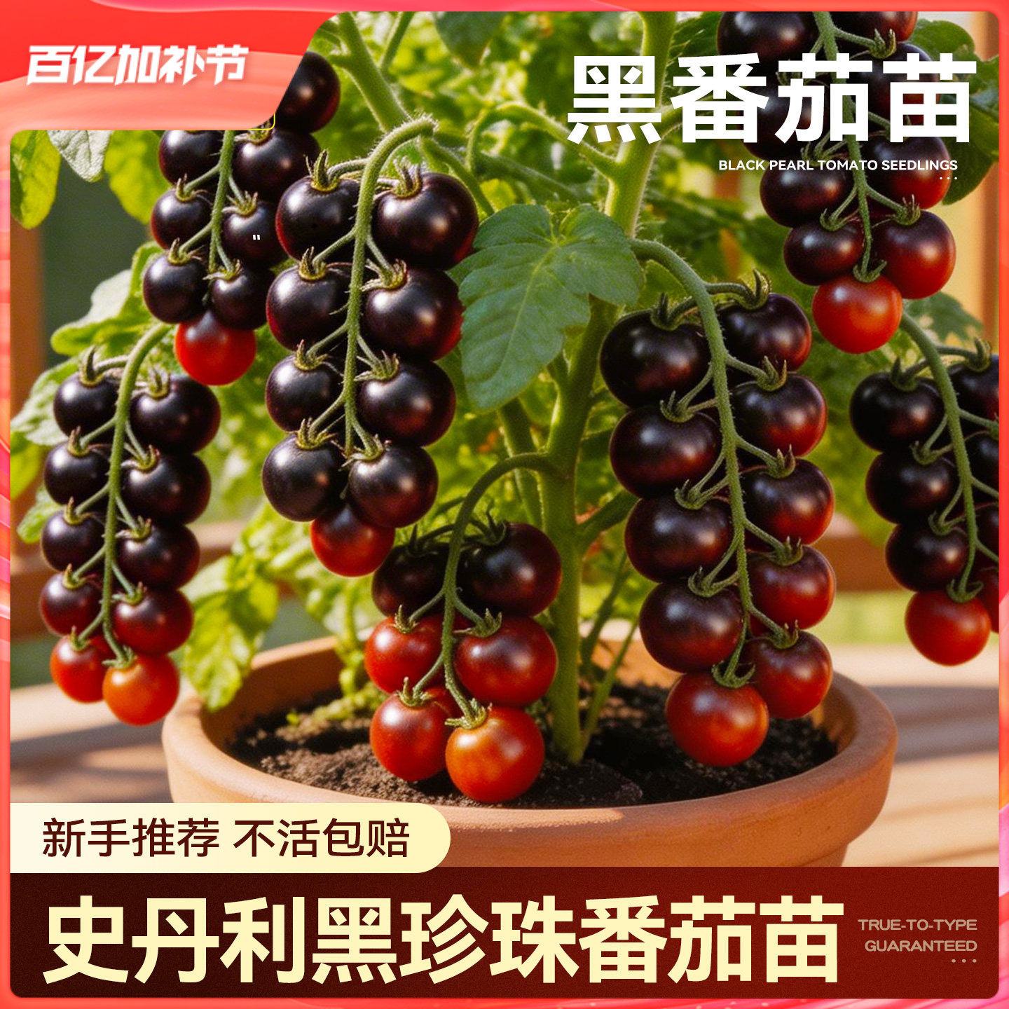 史丹利黑珍珠番茄苗黑色矮生秧西红柿千禧苗小番茄秧苗四季盆栽苗