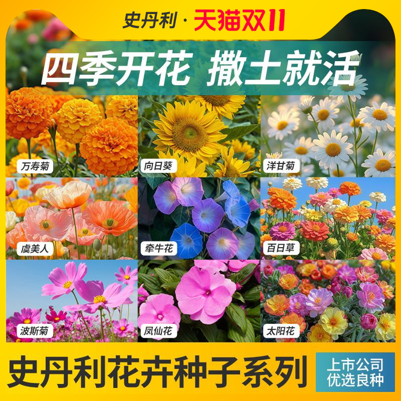 史丹利花种子四季开花大全向日葵花籽太阳花凤仙花虞美人室外易活