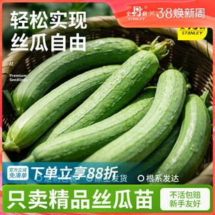 史丹利丝瓜苗长丝瓜肉丝瓜蔬菜种籽秧种子孑四季阳台籽种秧苗大全