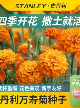 史丹利万寿菊种子花种重瓣室内外四季播种开花南非万寿菊花籽花卉