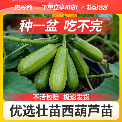 史丹利精选优质西葫芦苗