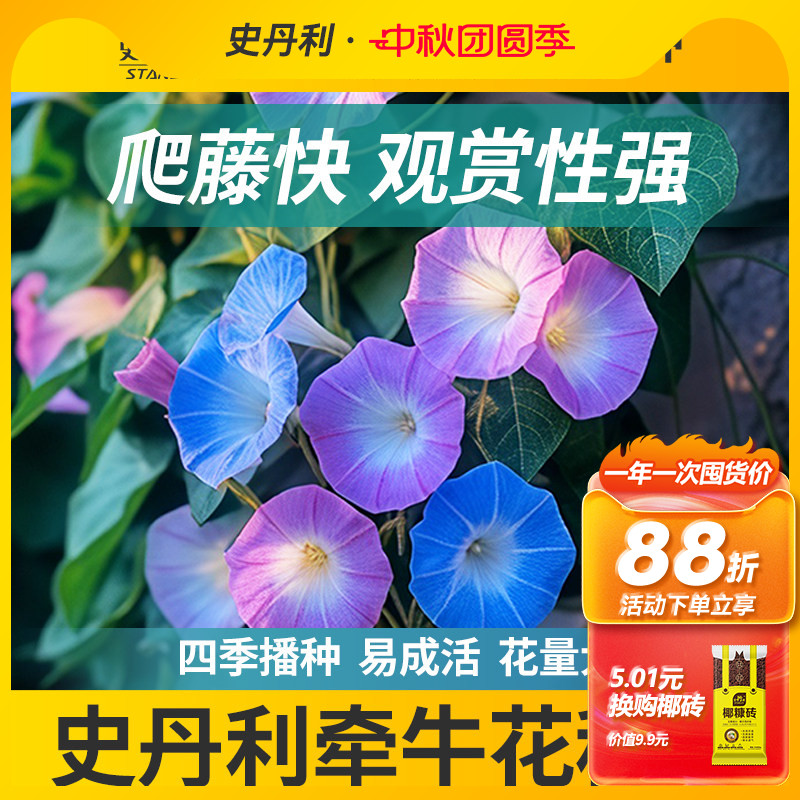史丹利精选牵牛花种子花色纯正图片