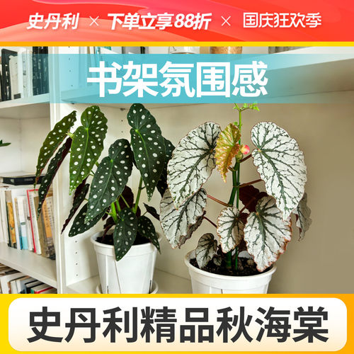 史丹利精品秋海棠盆栽科学培育
