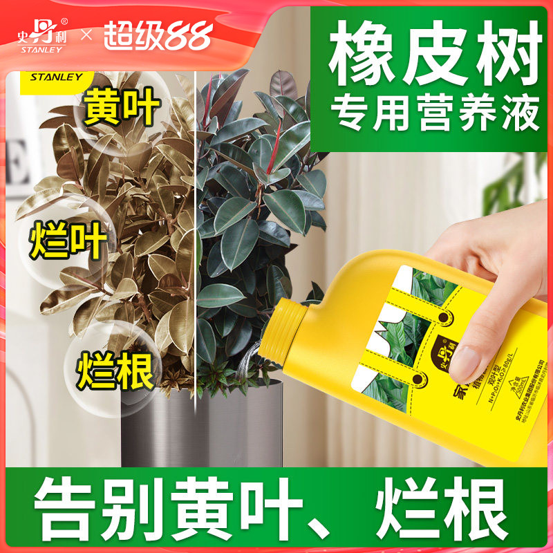 史丹利橡皮树营养液花肥液体肥发黄掉叶枯萎黑金刚橡皮树盆栽图片