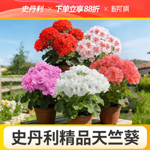 史丹利天竺葵盆栽对版重瓣好养的四季花苗品种四季开花大花天竺葵