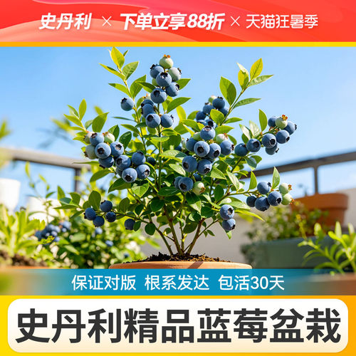对版发货精品蓝莓盆栽