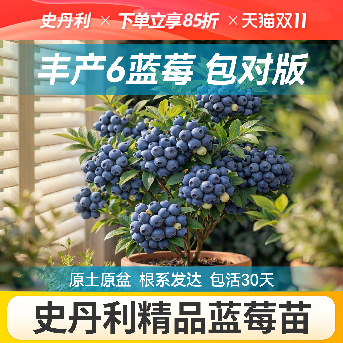 史丹利丰产6蓝莓树果苗盆栽四季蓝莓苗北方花香大号南方种植地栽F
