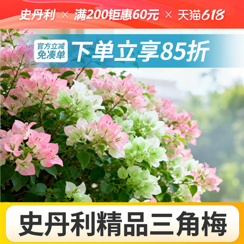 史丹利精品三角梅带花发货