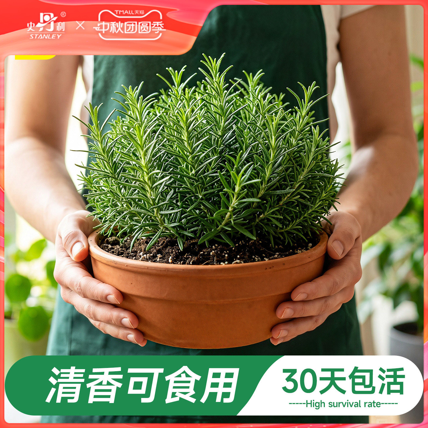 史丹利迷迭香盆栽可食用桌面绿植图片