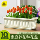 史丹利花盆盆家用种花塑料加厚阳台种菜盆景多肉绿萝专用盆栽月季