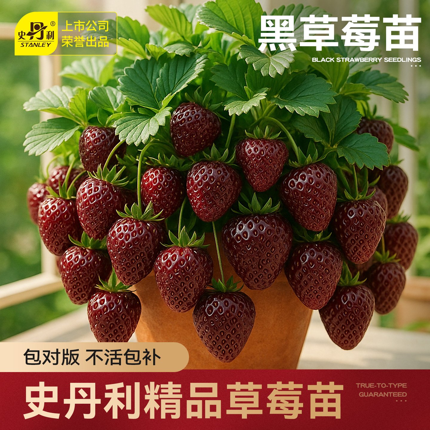史丹利黑草莓苗盆栽真红美玲