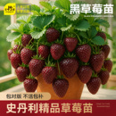 史丹利黑草莓苗真红美铃黑珍珠玄玉盆栽四季 结果美玲阳台种植红颜