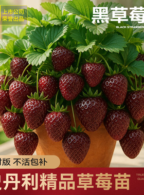 史丹利黑草莓苗真红美铃黑珍珠玄玉盆栽四季结果美玲阳台种植红颜