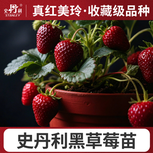 史丹利真红美铃黑草莓苗黑珍珠玄玉盆栽四季结果美玲阳台种植稀有
