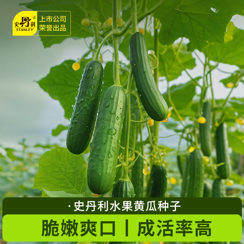 黄瓜种子水果黄瓜种孑