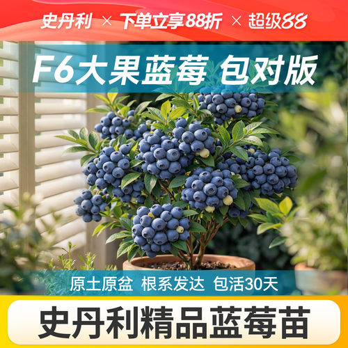 对版发货精品蓝莓盆栽